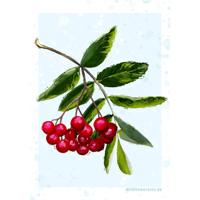 Hovedbilde Kort blomster #0000