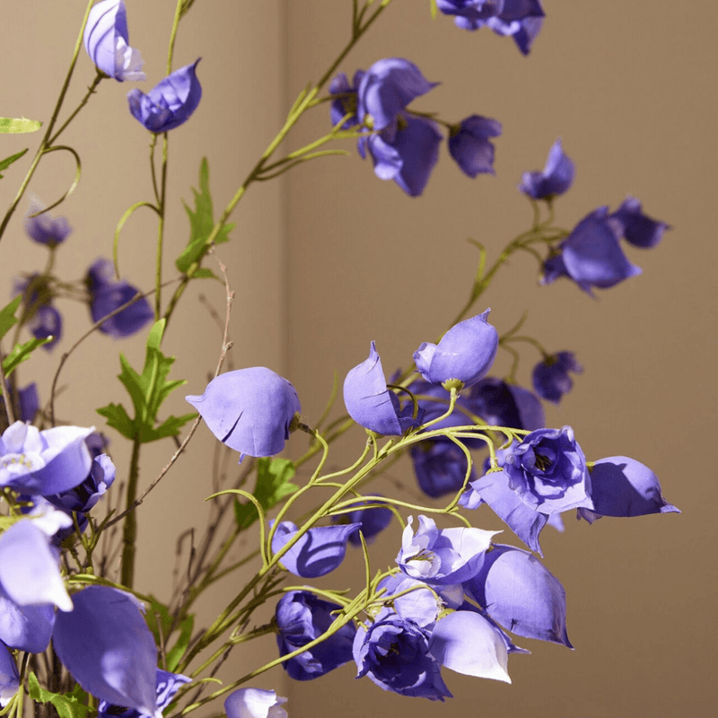 Aconitum, 80 cm